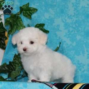 Joseph, Maltipoo Puppy